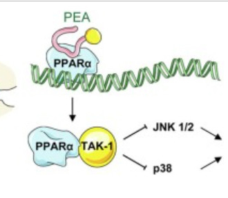 La palmitoiletanolamida (PEA, CAS 544-31-0) podría ser un nuevo enfoque terapéutico para las adheren
